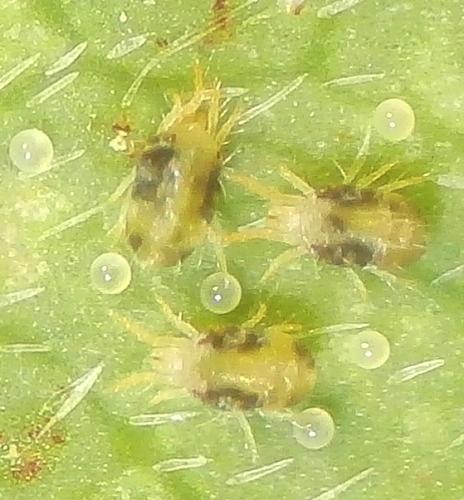 Tetranychus sp.